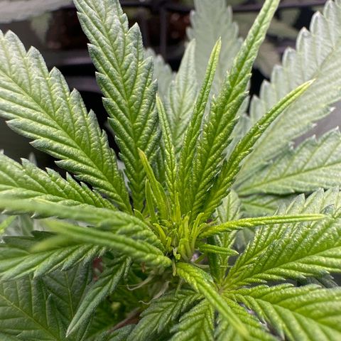 Wonder Pie  growlog timeline photo