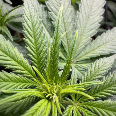Wonder Pie  growlog timeline photo
