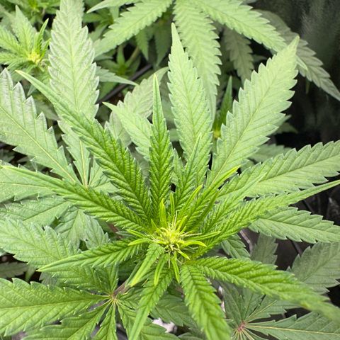 Wonder Pie  growlog timeline photo