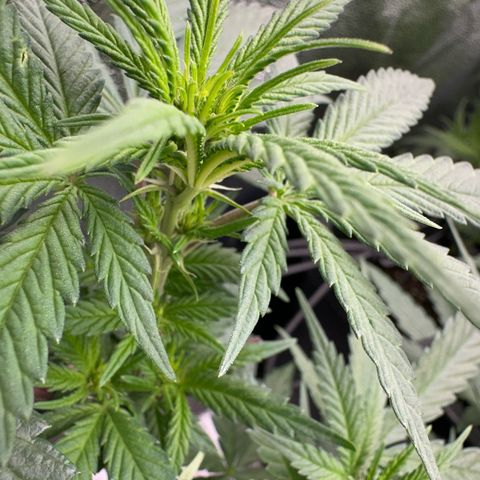 Wonder Pie  growlog timeline photo