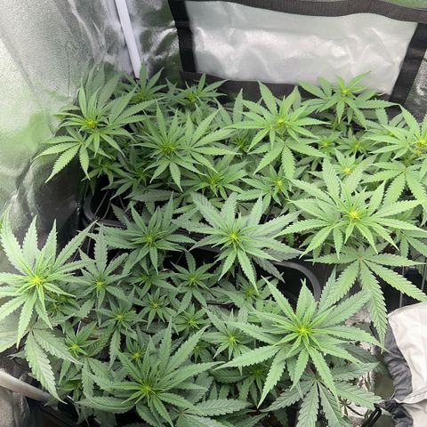 Wonder Pie  growlog timeline photo