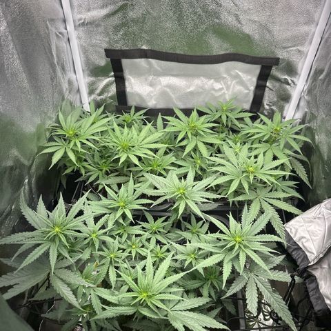 Wonder Pie  growlog timeline photo