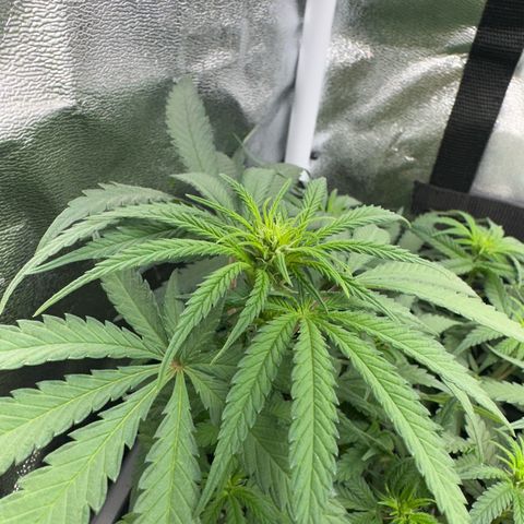 Wonder Pie  growlog timeline photo
