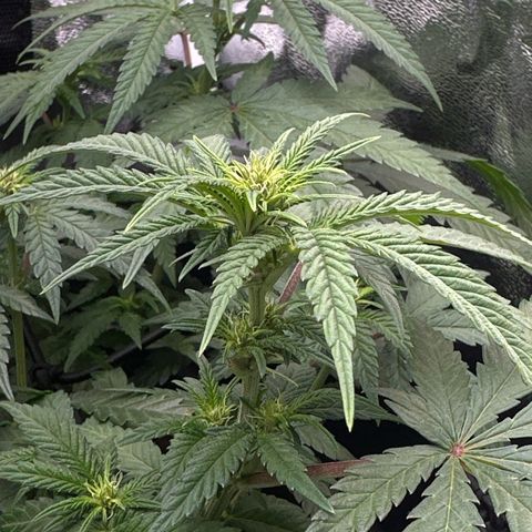 Wonder Pie  growlog timeline photo