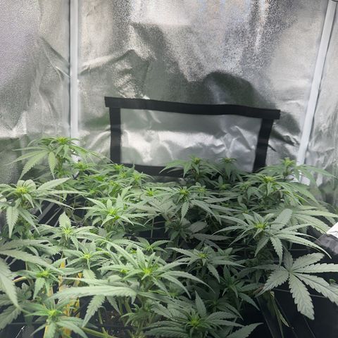 Wonder Pie  growlog timeline photo
