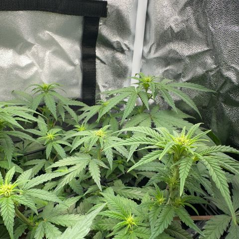 Wonder Pie  growlog timeline photo