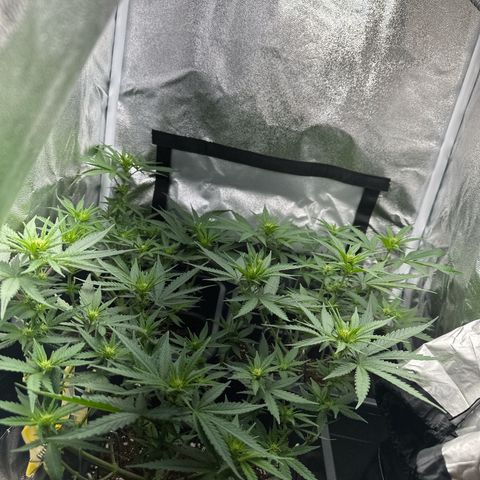 Wonder Pie  growlog timeline photo