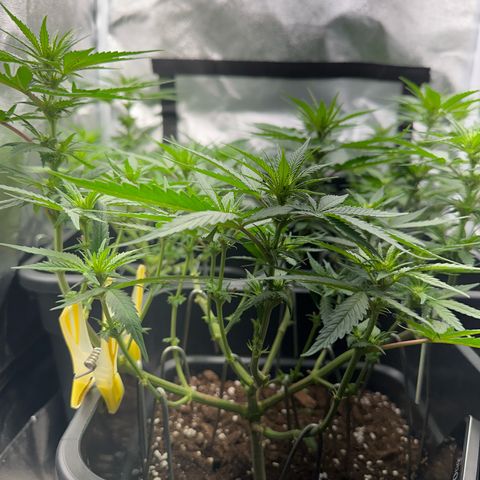 Wonder Pie  growlog timeline photo