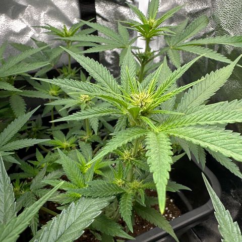 Wonder Pie  growlog timeline photo