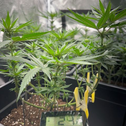 Wonder Pie  growlog timeline photo