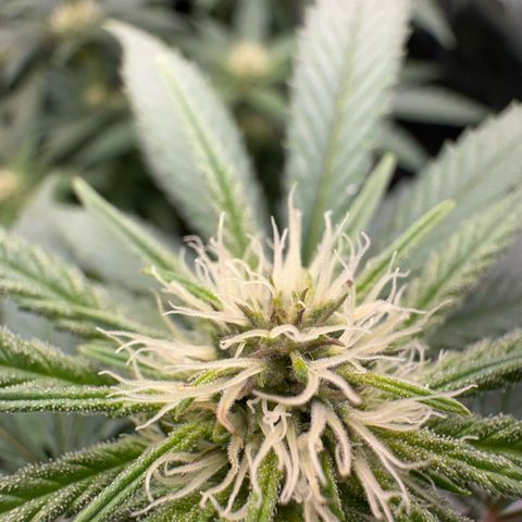 Wonder Pie  growlog timeline photo