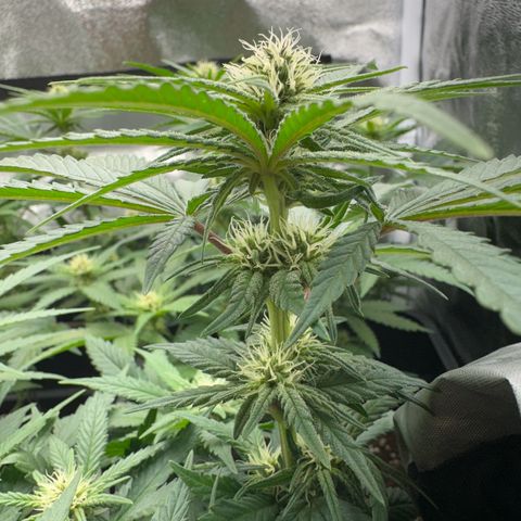 Wonder Pie  growlog timeline photo