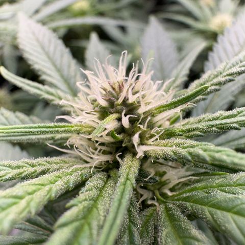 Wonder Pie  growlog timeline photo