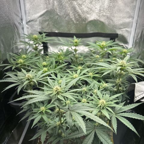 Wonder Pie  growlog timeline photo