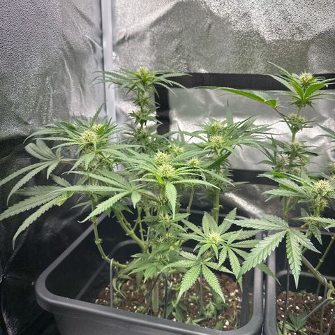 Wonder Pie  growlog timeline photo