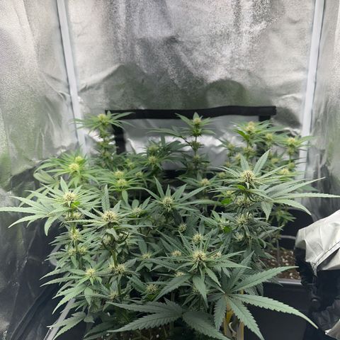 Wonder Pie  growlog timeline photo