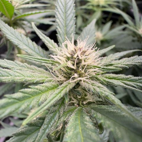 Wonder Pie  growlog timeline photo