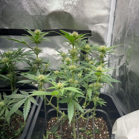 Wonder Pie  growlog timeline photo