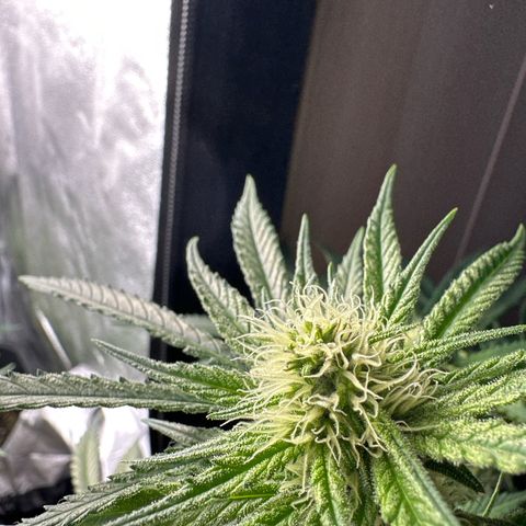 Wonder Pie  growlog timeline photo