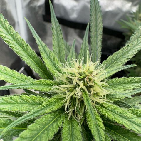 Wonder Pie  growlog timeline photo