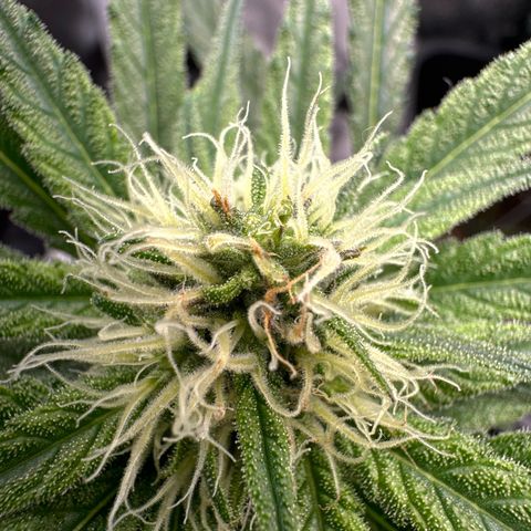 Wonder Pie  growlog timeline photo