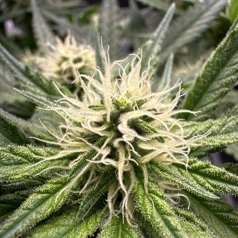 Wonder Pie  growlog timeline photo