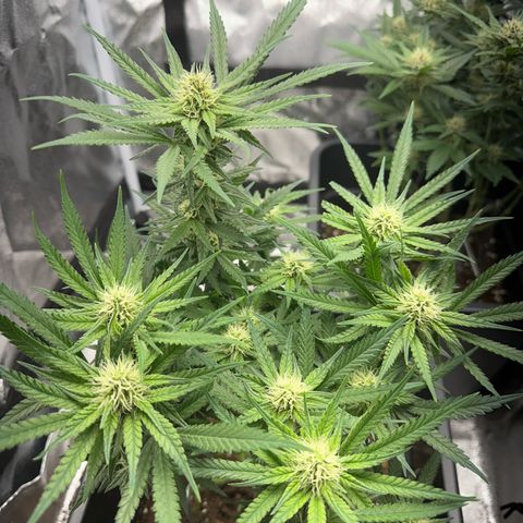 Wonder Pie  growlog timeline photo