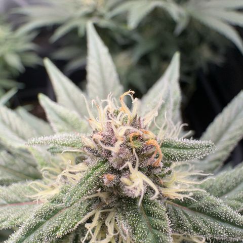 Wonder Pie  growlog timeline photo