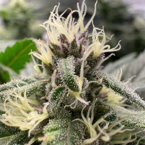 Wonder Pie  growlog timeline photo