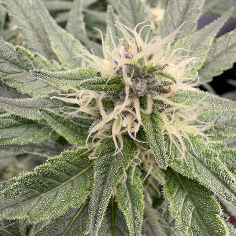 Wonder Pie  growlog timeline photo
