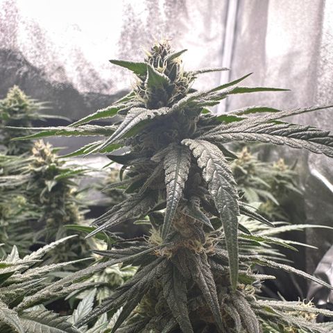 Wonder Pie  growlog timeline photo