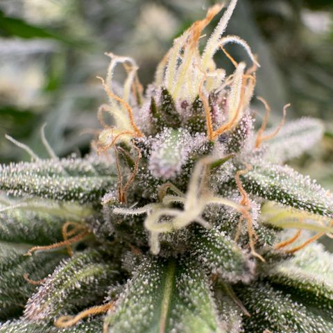 Wonder Pie  growlog timeline photo