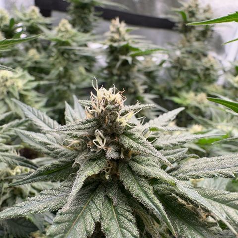 Wonder Pie  growlog timeline photo