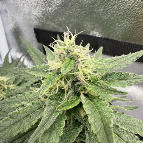 Wonder Pie  growlog timeline photo