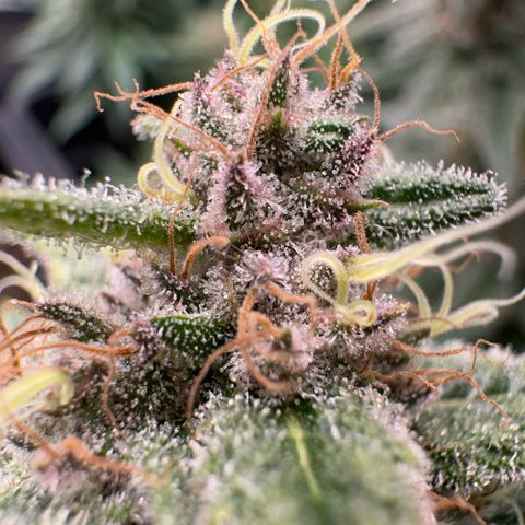 Wonder Pie  growlog timeline photo