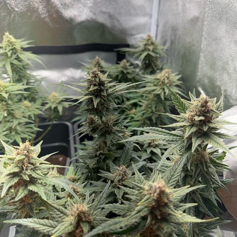 Wonder Pie  growlog timeline photo