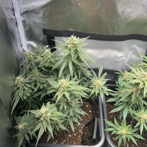 Wonder Pie  growlog timeline photo