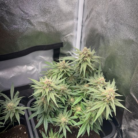 Wonder Pie  growlog timeline photo