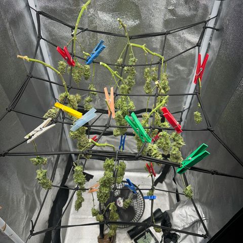 Wonder Pie  growlog photo: Nassgewicht nach dem nass trimmen 264g