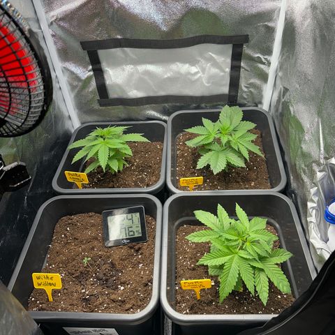 Purple Cookie Kush  growlog timeline photo