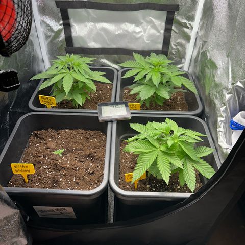 Purple Cookie Kush  growlog timeline photo