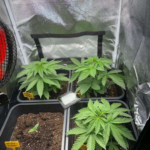 Purple Cookie Kush  growlog timeline photo