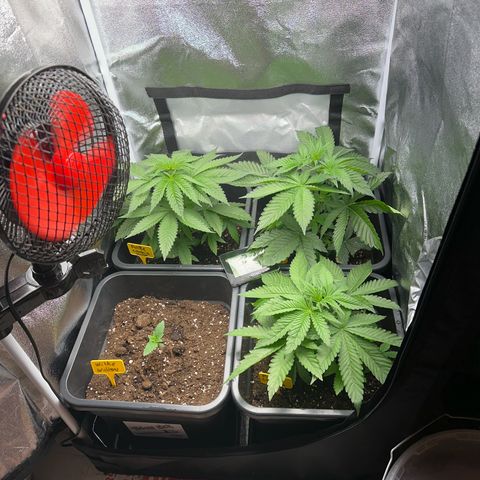 Purple Cookie Kush  growlog timeline photo