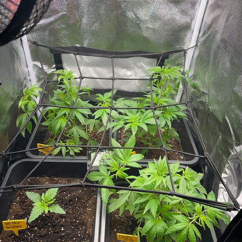 Purple Cookie Kush  growlog photo: Entlaubt fächerblätter entfernt 