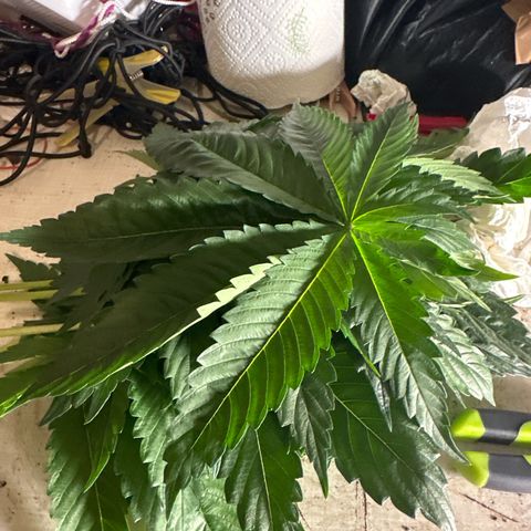 Purple Cookie Kush  growlog photo: Entlaubt fächerblätter entfernt 