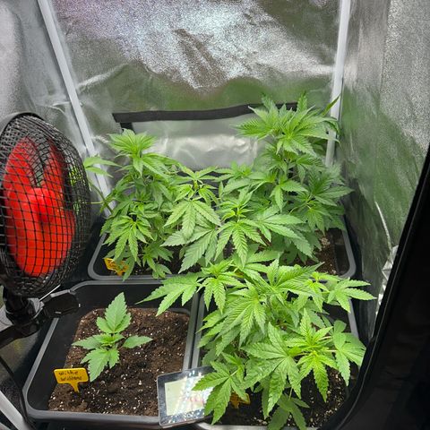 Purple Cookie Kush  growlog photo: Am Vortag so wie heute wird / war es 34grad draußen Zelt steht im Keller leichte Verbrennungen an Blättern zu erkennen Lampe hab ich etwas runtergedreht.