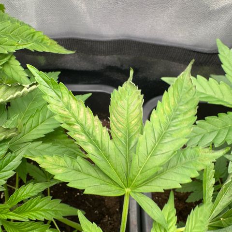 Purple Cookie Kush  growlog photo: Am Vortag so wie heute wird / war es 34grad draußen Zelt steht im Keller leichte Verbrennungen an Blättern zu erkennen Lampe hab ich etwas runtergedreht.