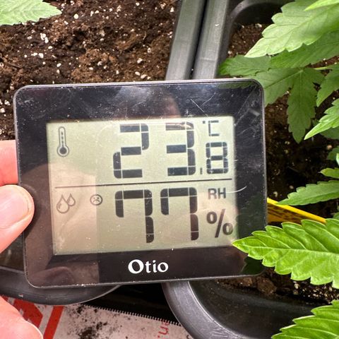 Purple Cookie Kush  growlog photo: Am Vortag so wie heute wird / war es 34grad draußen Zelt steht im Keller leichte Verbrennungen an Blättern zu erkennen Lampe hab ich etwas runtergedreht.