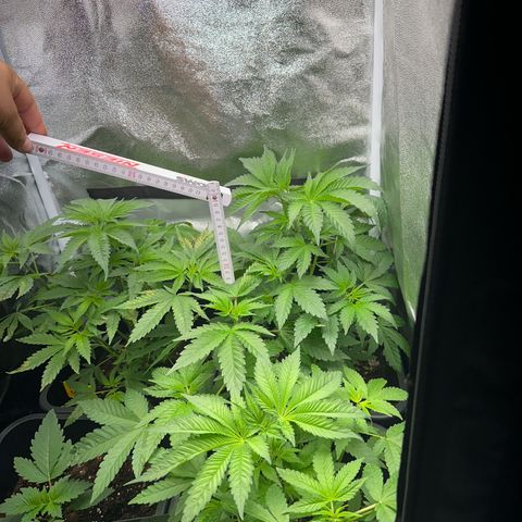 Purple Cookie Kush  growlog timeline photo