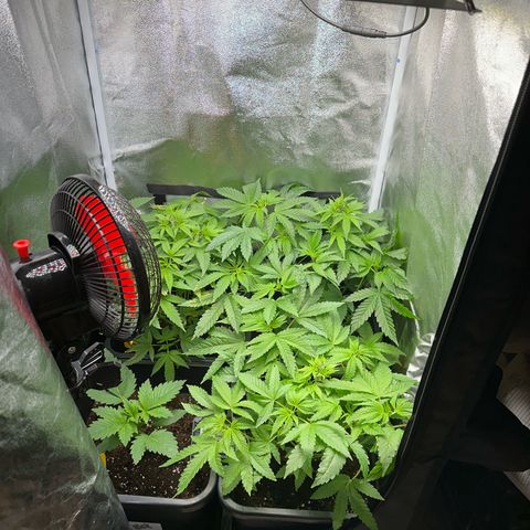 Purple Cookie Kush  growlog timeline photo